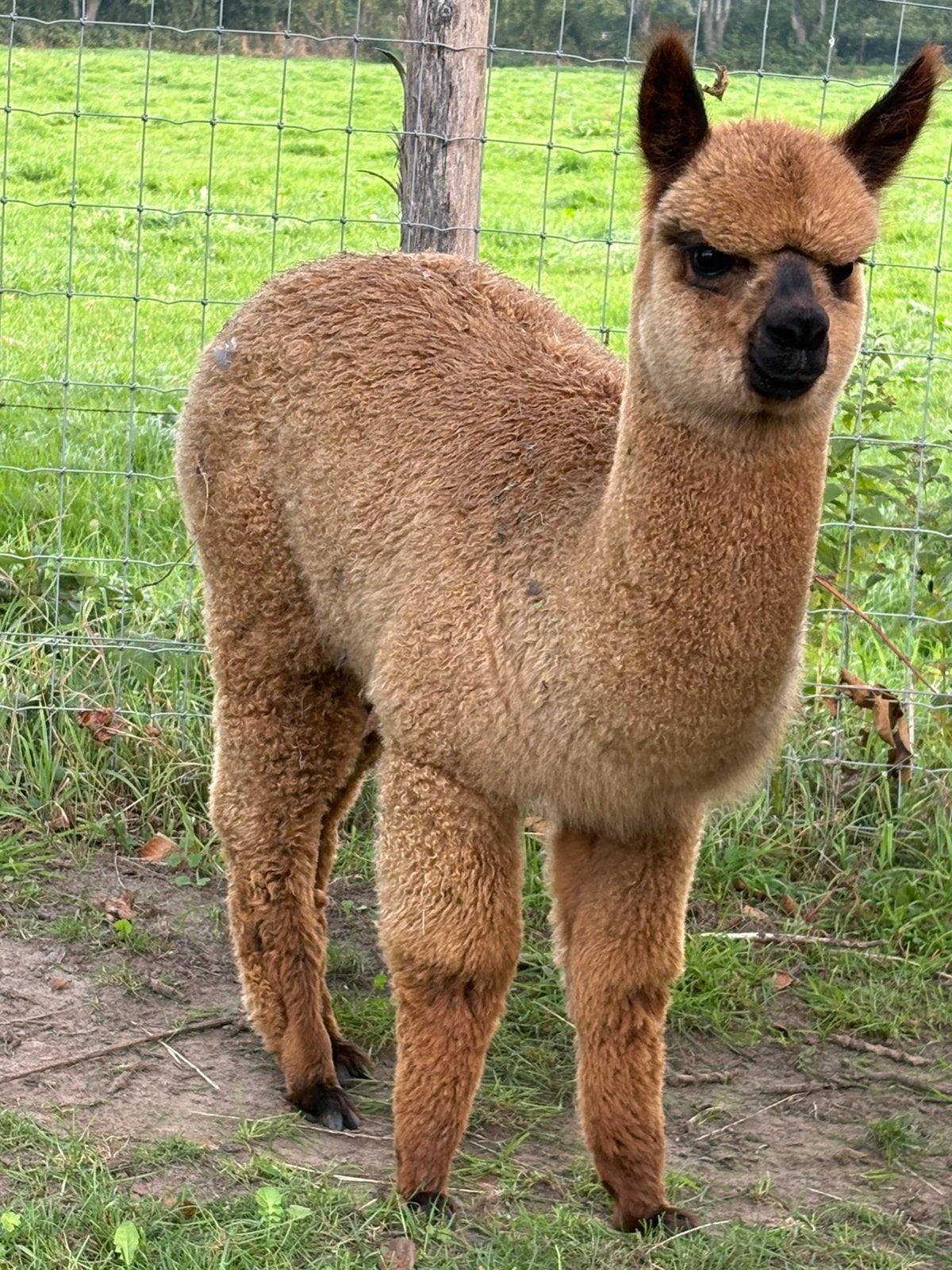 Alpaca merrie cria met stamboom fawn, Mei, Vrouwelijk