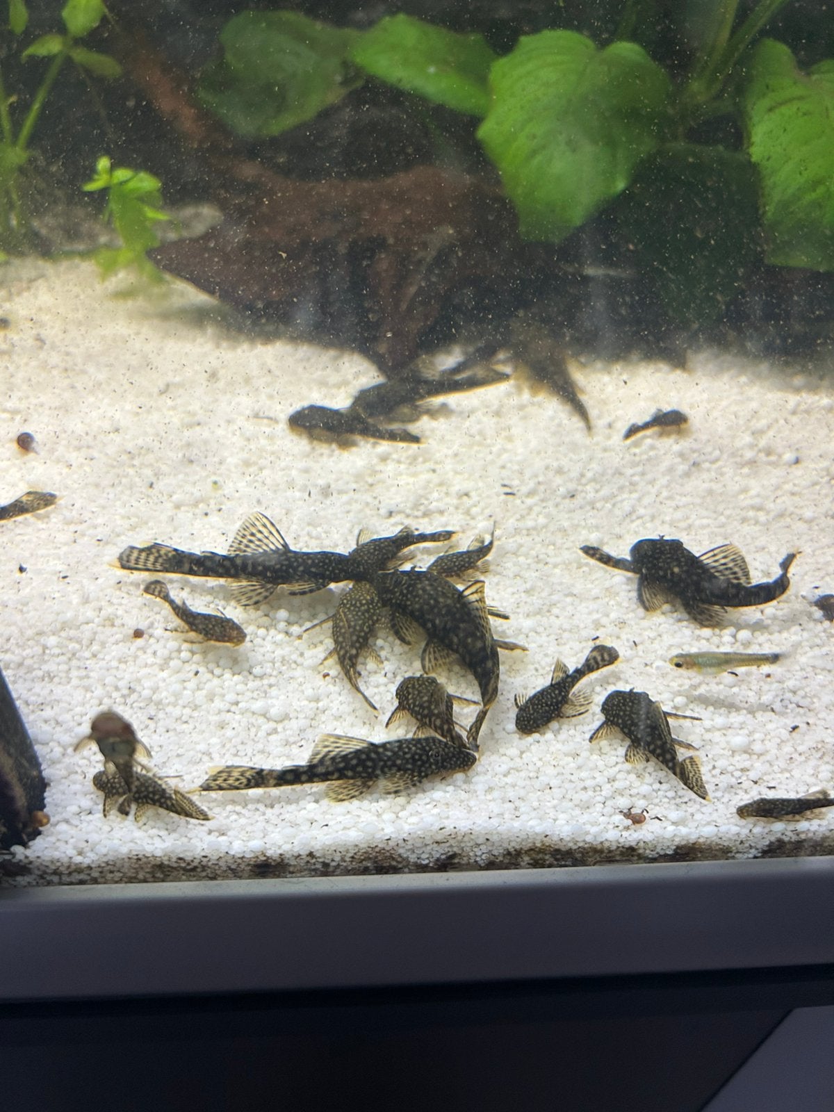 Jonge algeneters, Vis, Zoetwatervis