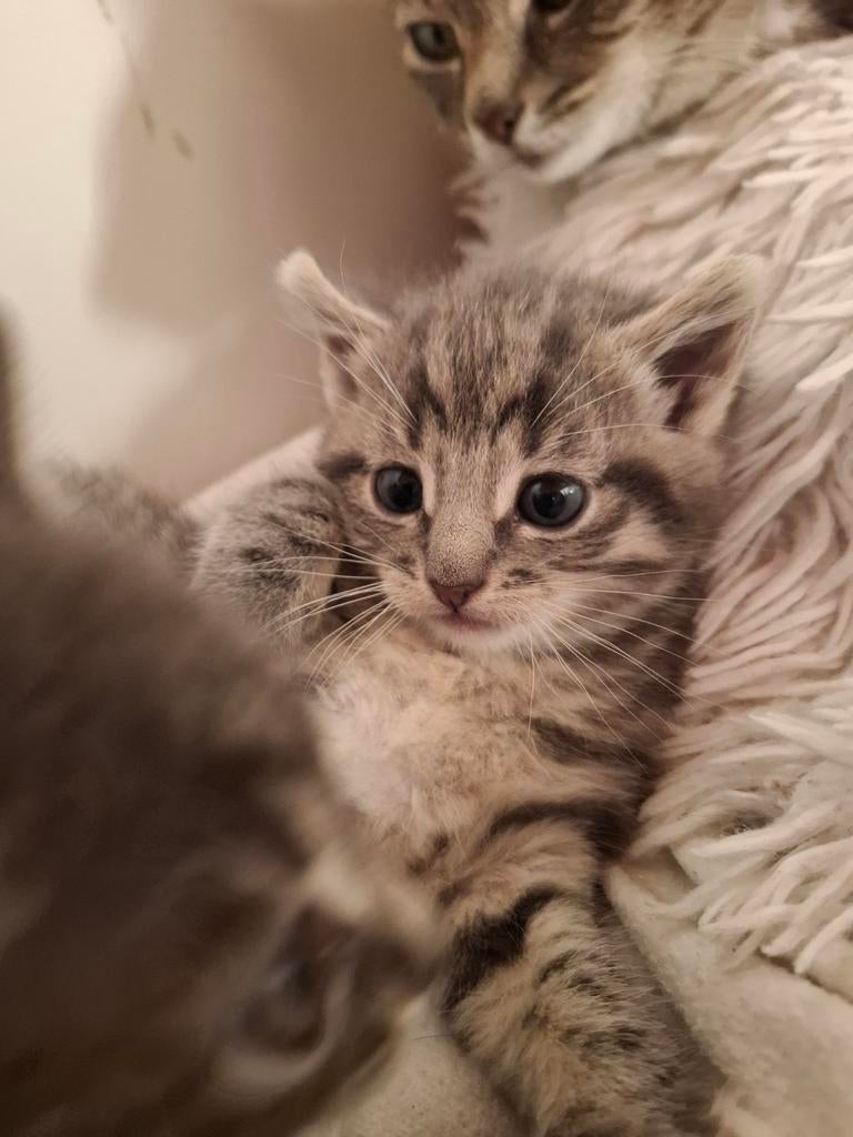 Kitten, Poes