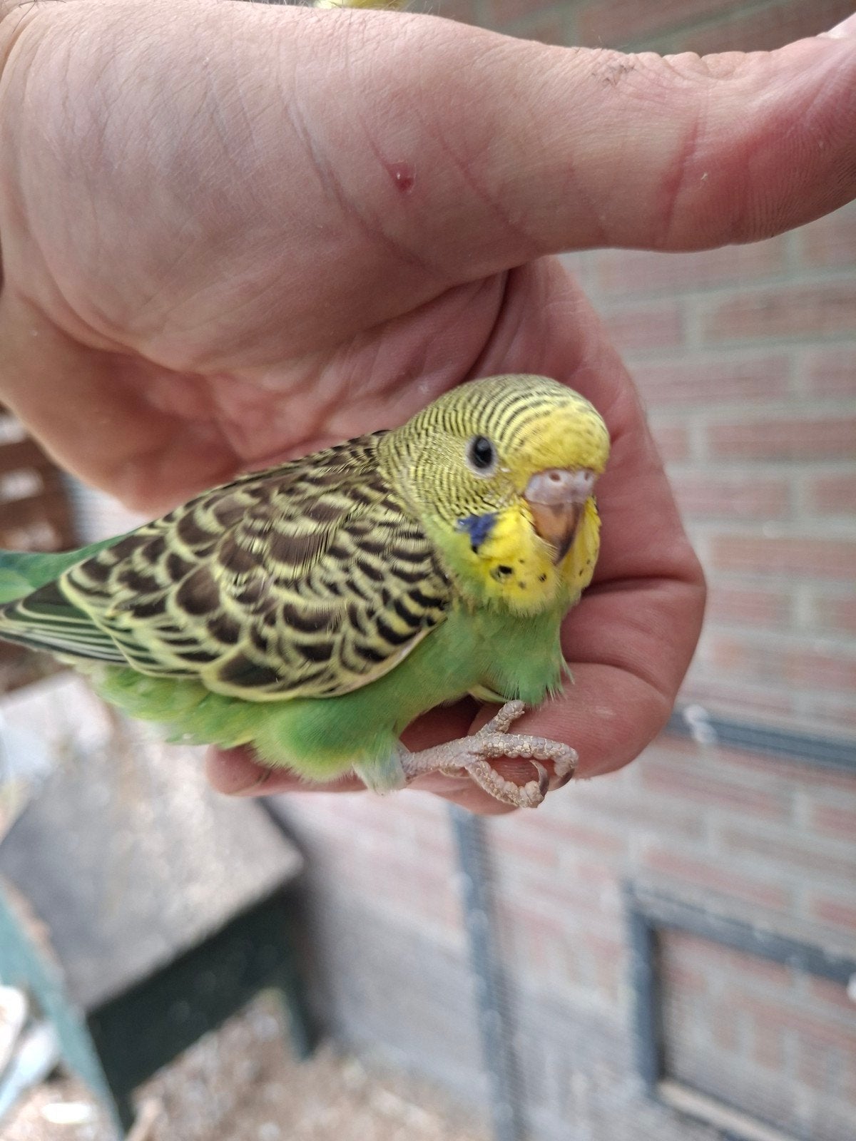 Jonge grasparkieten ideaal om tam te maken, Meerdere dieren, Parkiet