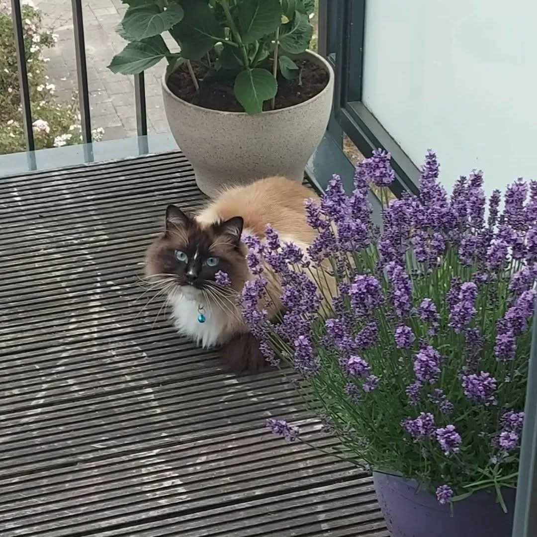 Ragdoll kater met stamboom zoekt nieuw thuis GRATIS, Kater, Met stamboom, 6 jaar of ouder