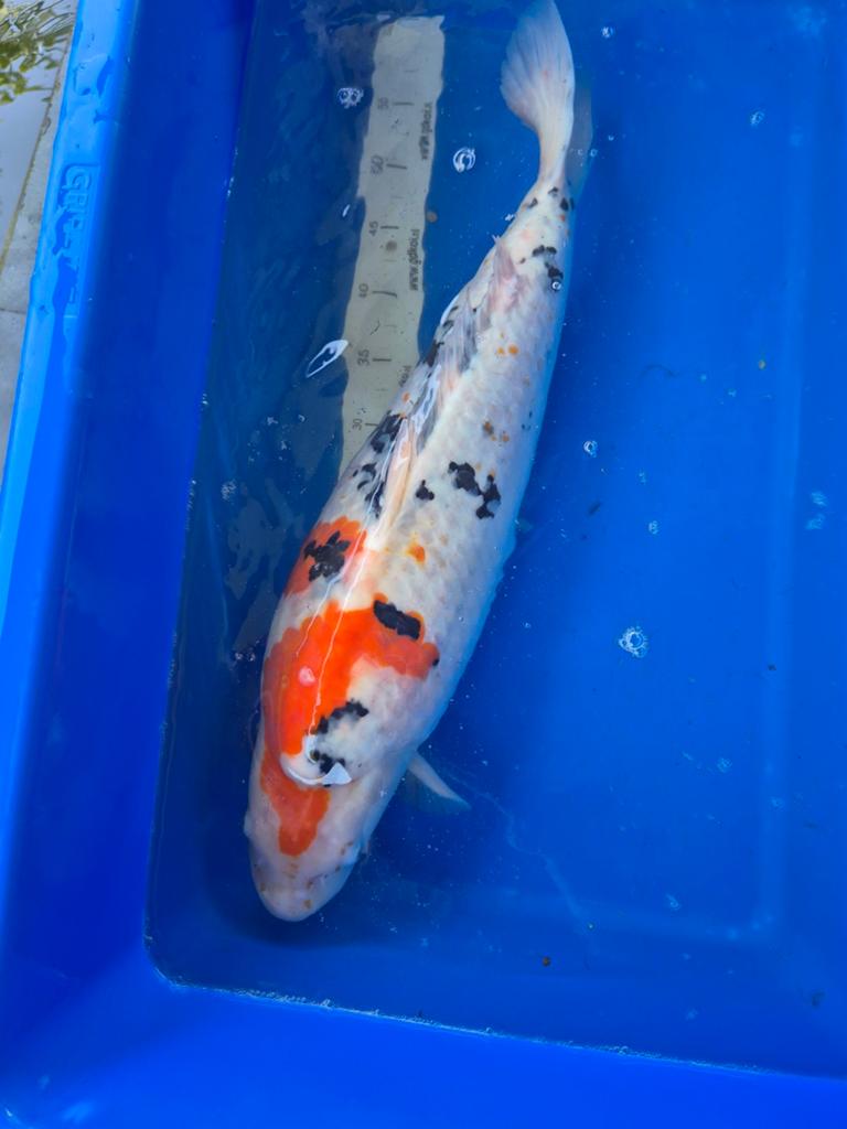 Sanke ( Koi karper)., Karper of Koi