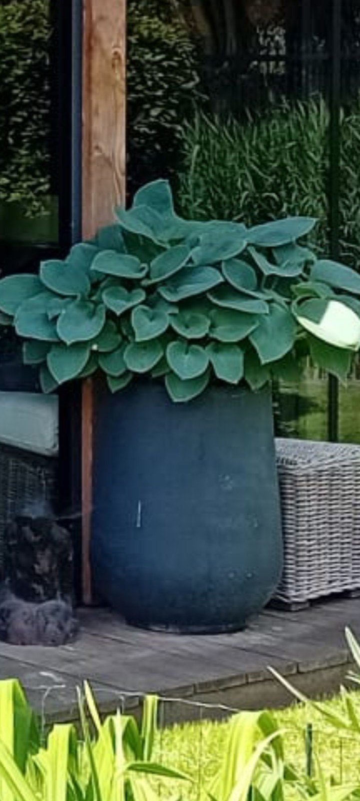 grote Hosta in kuip, Ophalen, Overige soorten, Halfschaduw