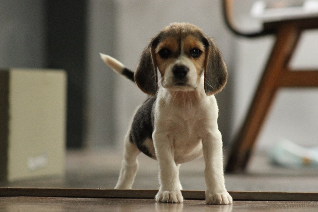 Beagle pups met stamboom, Parvo, Beagle, Nederland, 8 tot 15 weken
