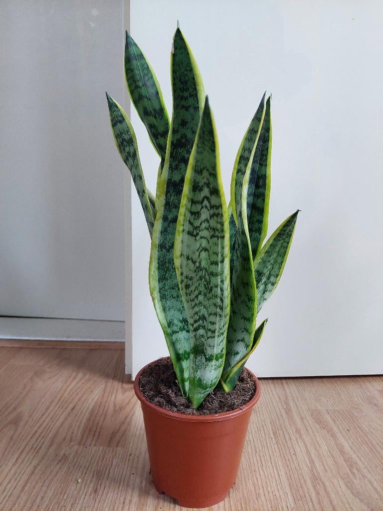 Sansevieria Trifasciata Laurentii - Sanseveria/Vrouwentong, Ophalen, Vetplant, Halfschaduw, Minder dan 100 cm