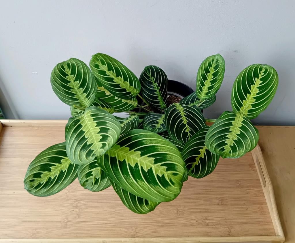 Kamerplant incl pot marantha 40cm breed, Ophalen, Overige soorten, Halfschaduw, In pot