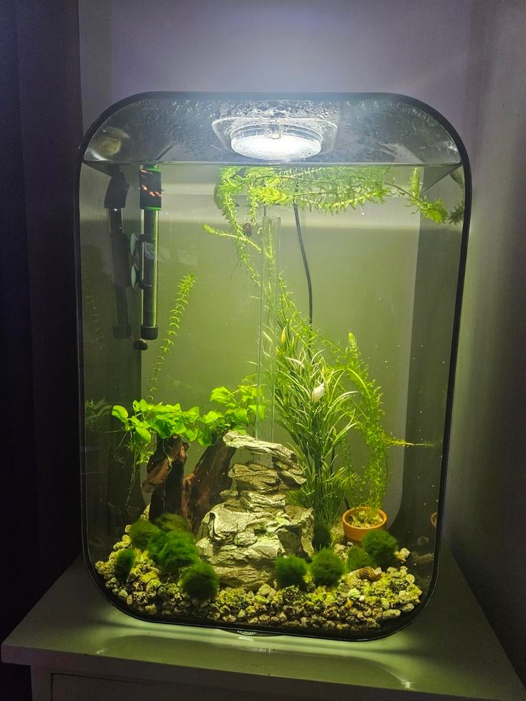 Aquarium, Dieren en Toebehoren, Ophalen