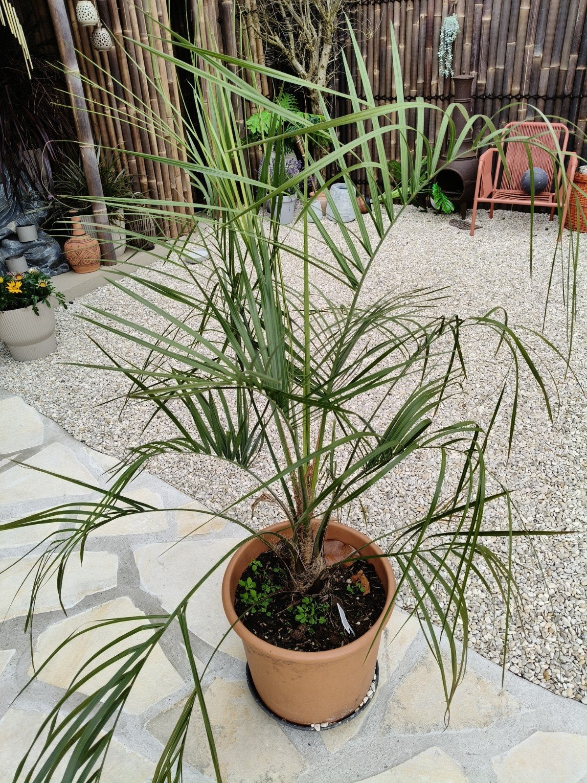 Palm Butia capitata x Lytocaryum weddellianum, Ophalen of Verzenden, Bloeit niet, Overige soorten, Volle zon