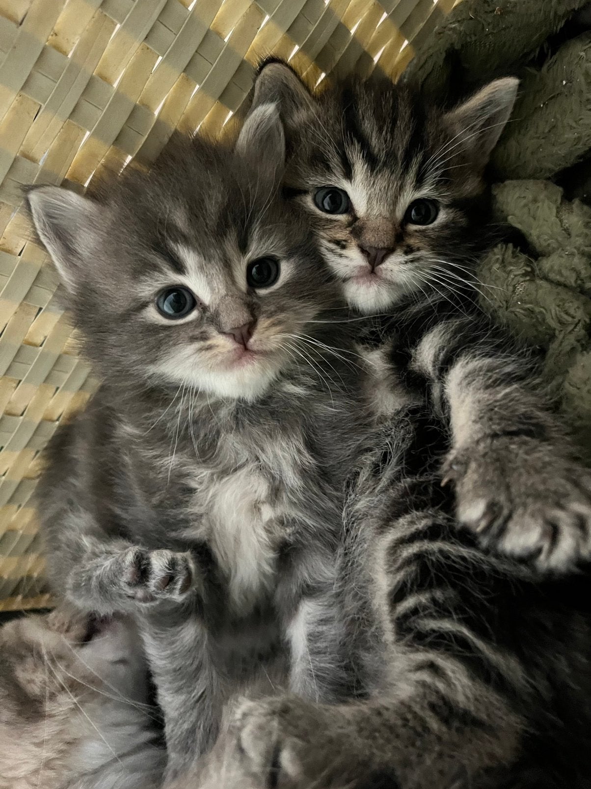 Fluffy kittens katertjes ragdoll/mainecoon x kruising, Kater