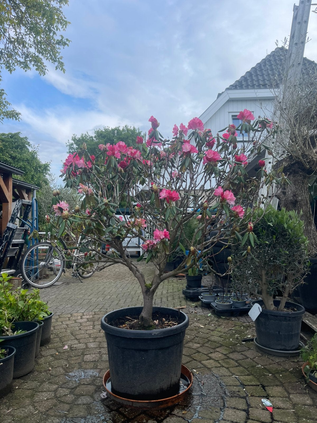 Tekoop aangeboden rhododendron XL, Tuin en Terras, Planten | Struiken en Hagen, Ophalen, Rhododendron, Struik, 100 tot 250 cm