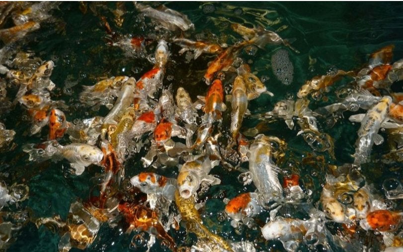 Import koi Kikokuryu - Metallic koi - Ghost koi - Koidreams, Karper of Koi