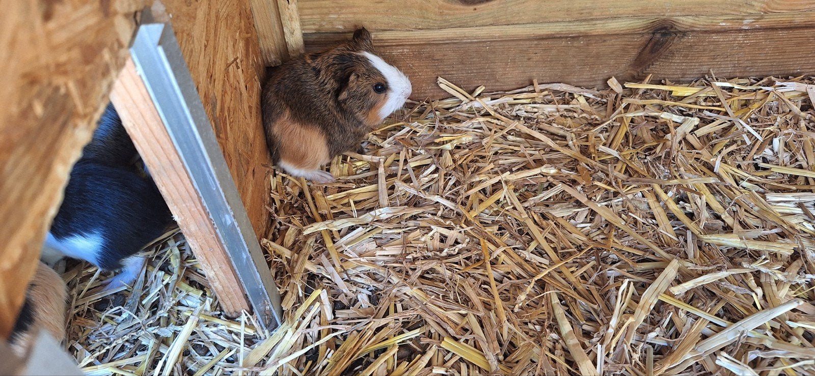 mooie jonge cavia's, Dieren en Toebehoren, Knaagdieren, Juli, Meerdere dieren, Cavia