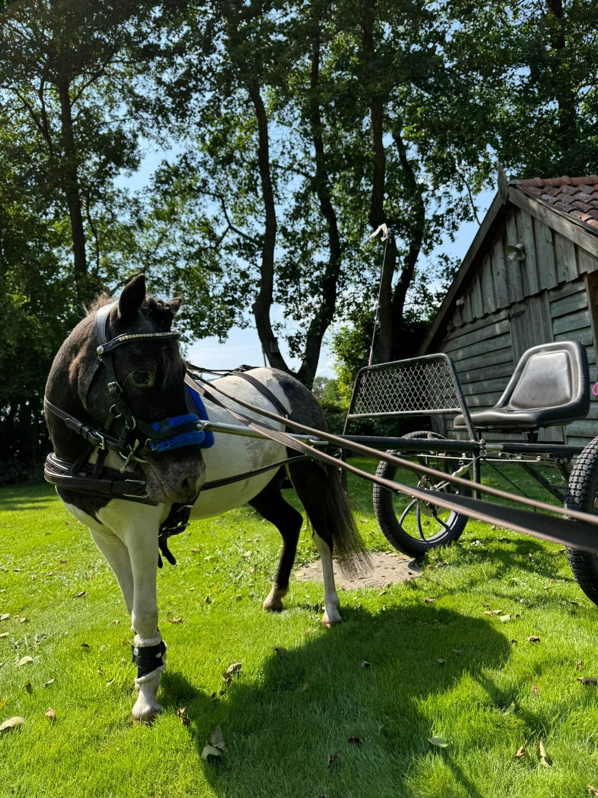 3 jarige merrie te koop, Dieren en Toebehoren, Pony's, Merrie, Zadelmak, 3 tot 6 jaar, Ontwormd