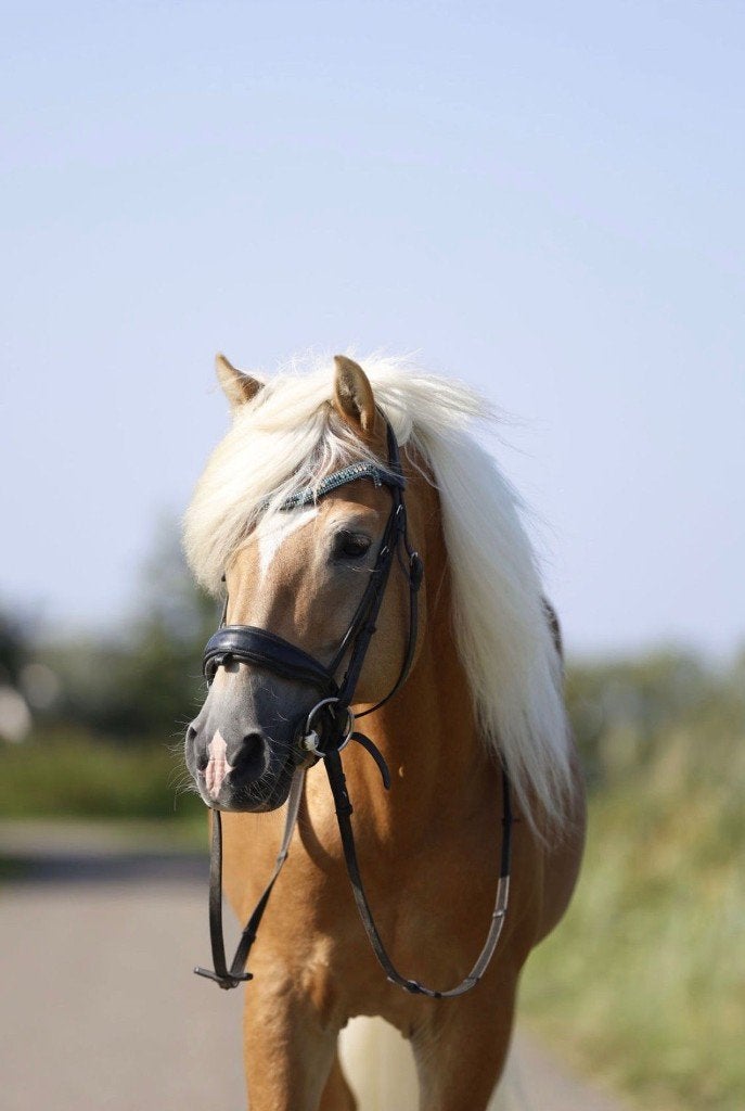 Prachtige Haflinger hengst Maigold zoekt een nieuw thuis, Dieren en Toebehoren, Minder dan 160 cm, Hengst, 11 jaar of ouder, Recreatiepaard