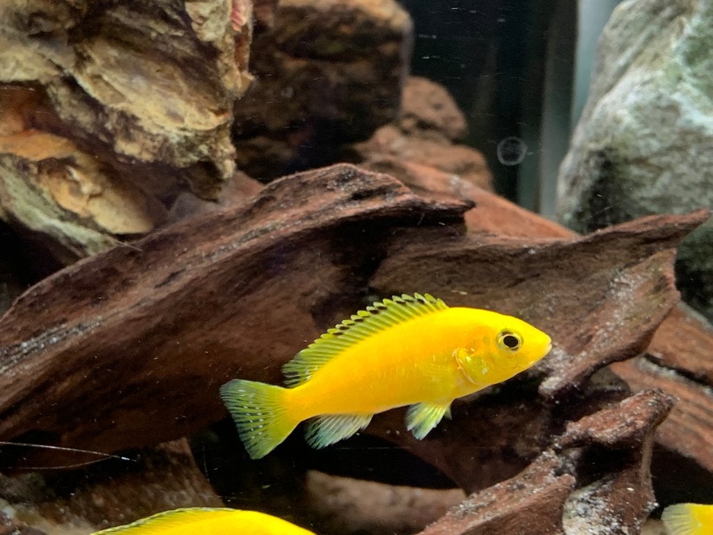 labidochromis caeruleus, malawi cichlide, Vis