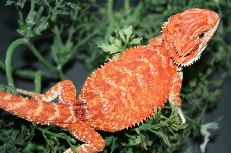 Baardagamen Bearded Dragons Red Bleu-tiger Hypo Trans Bearded Dragon photo 16