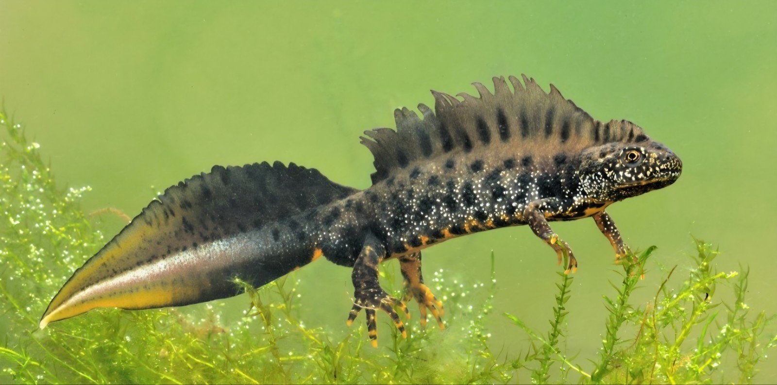 gezocht donau kamsalamanders vrouwtjes