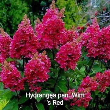 Hydrangea pan. Wim s red, Tuin en Terras, Planten | Tuinplanten, Ophalen, Overige soorten, Volle zon