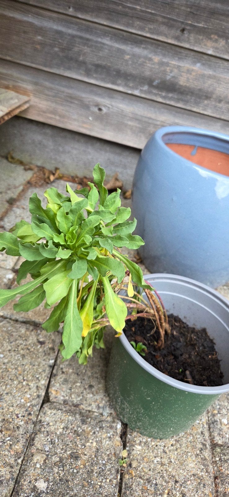 Tuinplant vast! Herfstaster/fijnstraal!, Ophalen, Herfst, Overige soorten, Volle zon