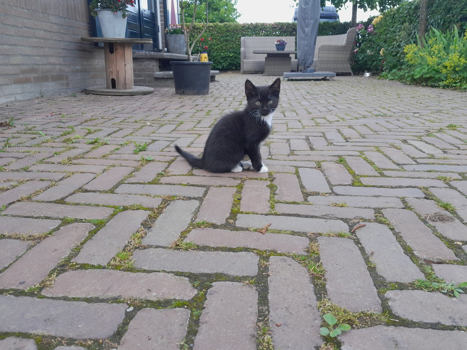 Kittens, zwart wit, en één gestreepte met wit., Dieren en Toebehoren, Meerdere dieren, Kortharig, 0 tot 2 jaar