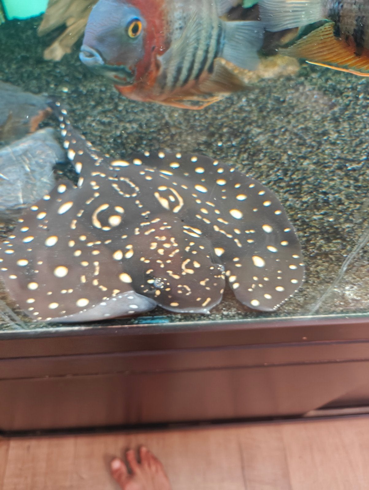Aanbieding! Black Diamond BATMAN 30cm vrouw, Dieren en Toebehoren, Vissen | Aquariumvissen, Vis