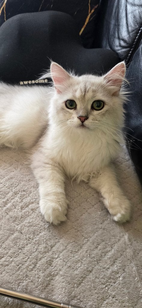 British langhaar, Kater, Ontwormd, 0 tot 2 jaar