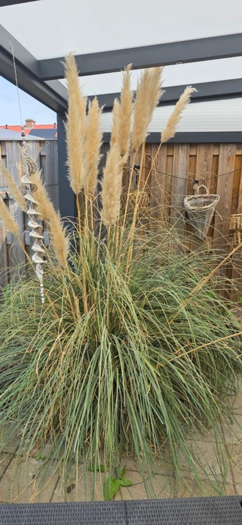 Pampasgras 3stuks gratis af te halen, Tuin en Terras, Planten | Tuinplanten, Ophalen, Overige soorten, Volle zon