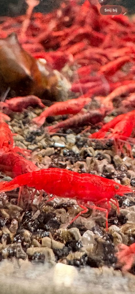 Neocardina "Red Fire" 10 voor 30 euro, Dieren en Toebehoren, Kreeft, Krab of Garnaal, Zoetwatervis