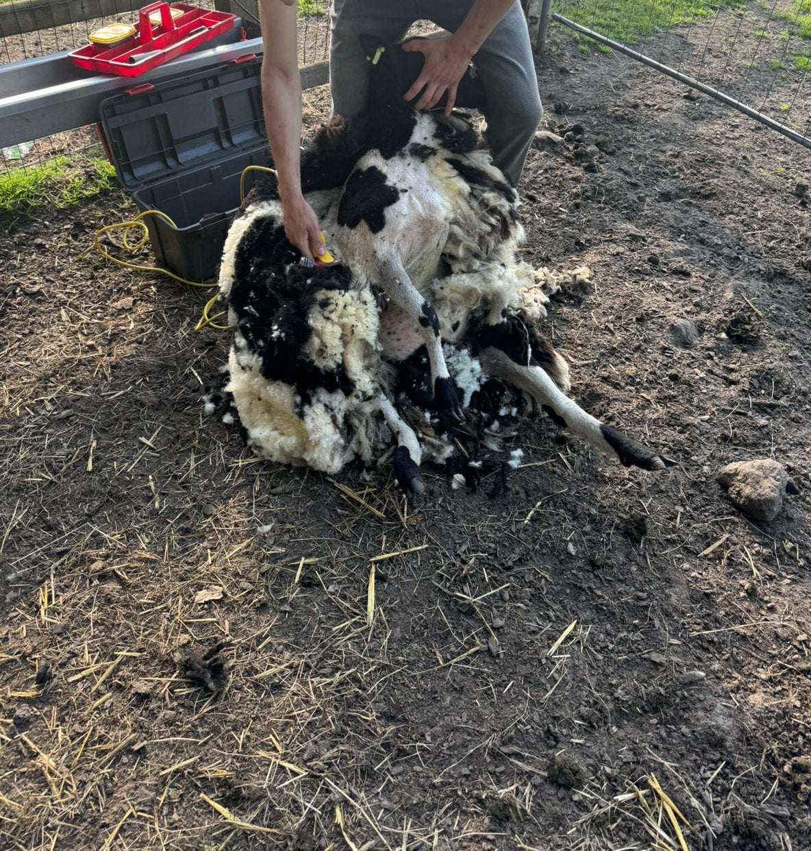 Schapen wol, Dieren en Toebehoren, Vrouwelijk, Schaap