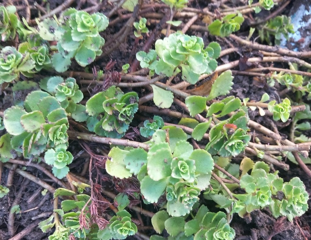 Sedum spurium 'Roseum'  bekend als Roze vetkruid biologisch, Bodembedekkers, Volle zon, Vaste plant, Ophalen of Verzenden