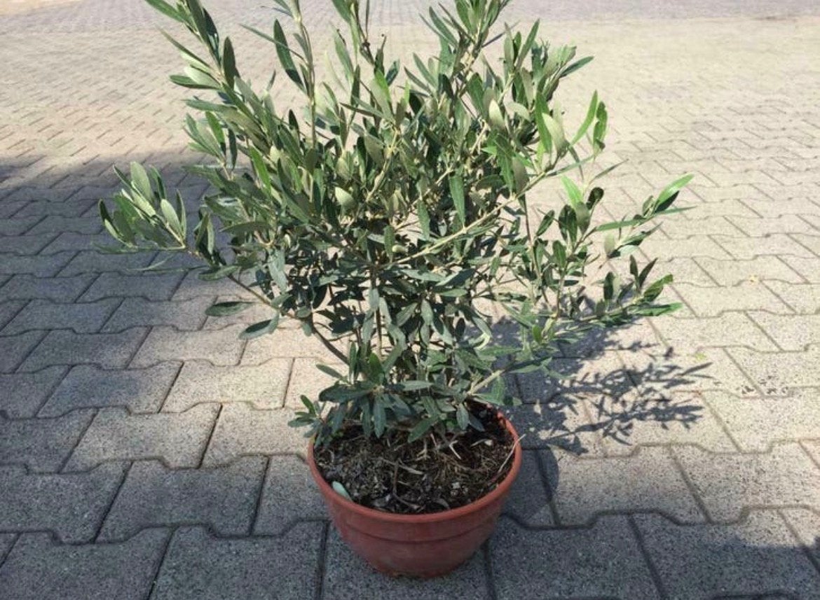 Olijf boom 50/60 cm, Tuin en Terras, Ophalen of Verzenden, Overige soorten, Volle zon