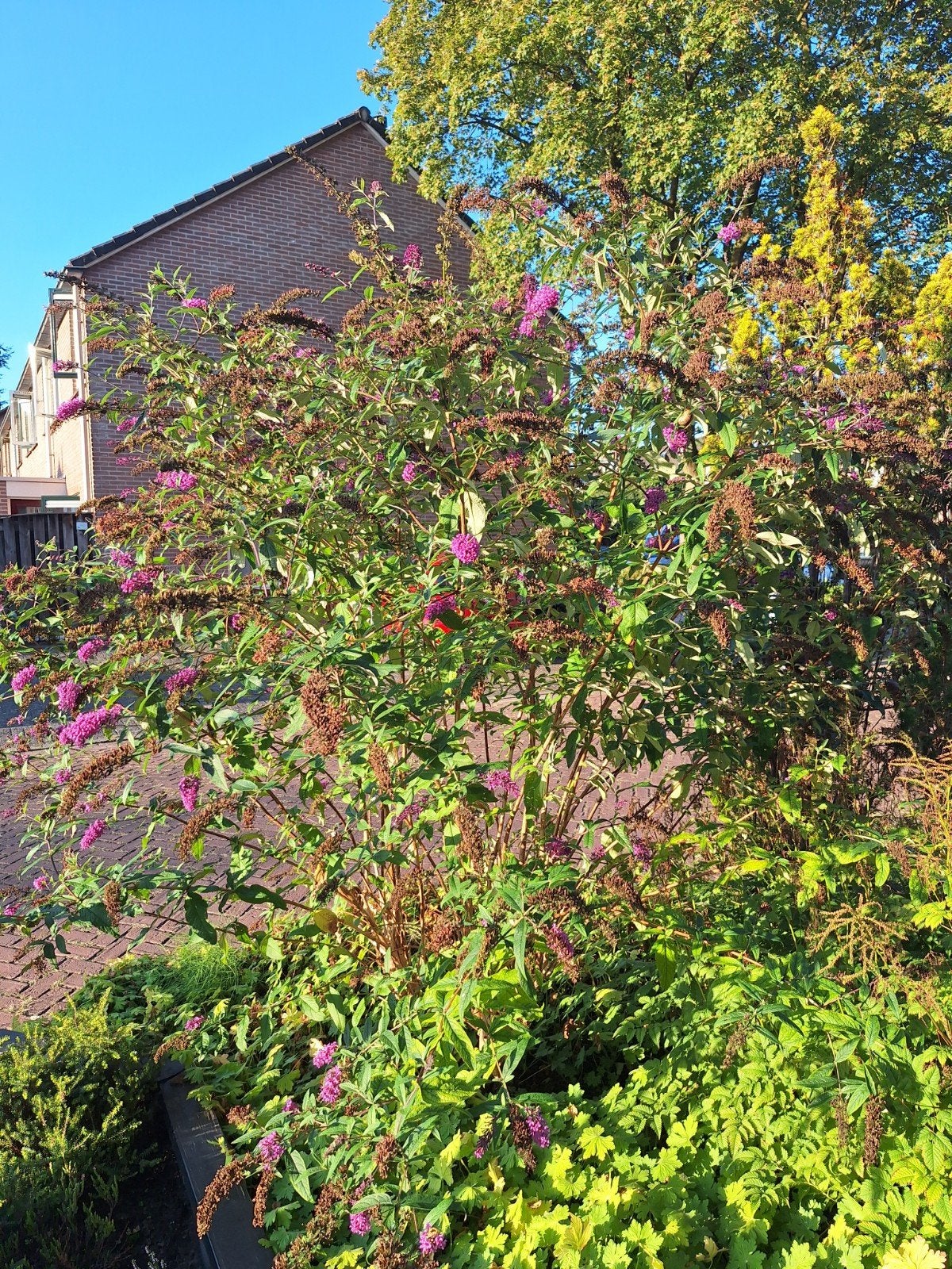 3 vlinderstruiken, Ophalen, Vlinderstruik, Struik, 100 tot 250 cm