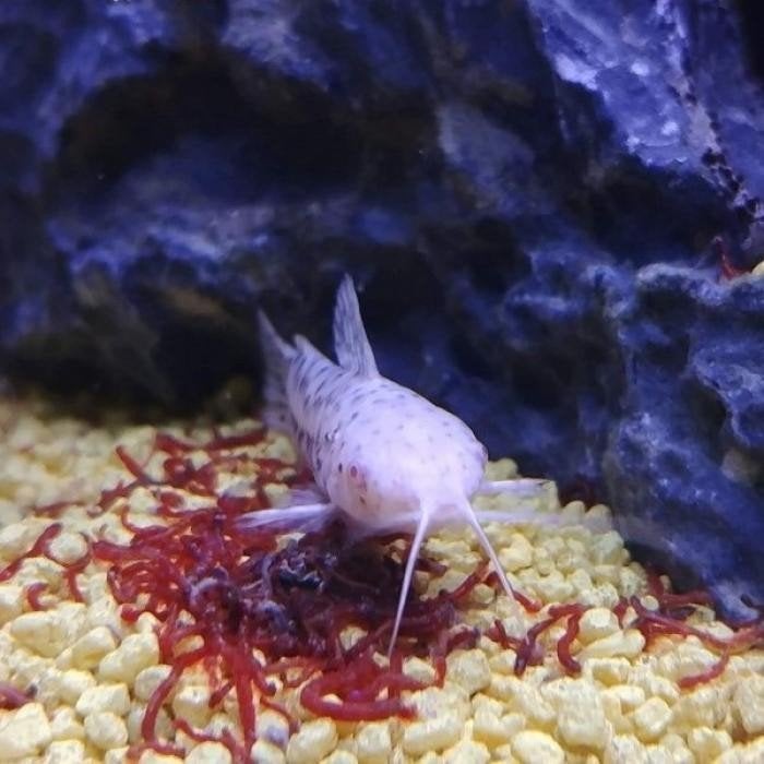 Hoplosternum thoracatum, Vis
