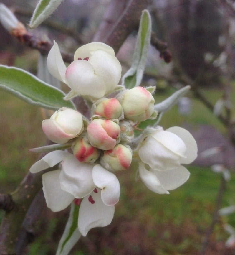 pyrus nivalis 'catalia (sneeuwpeer), Ophalen, Lente, Volle zon, 250 tot 400 cm