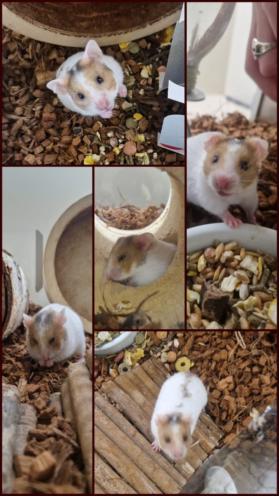 nieuw huisje voor Lizzy gezocht, Augustus, Vrouwelijk, Hamster
