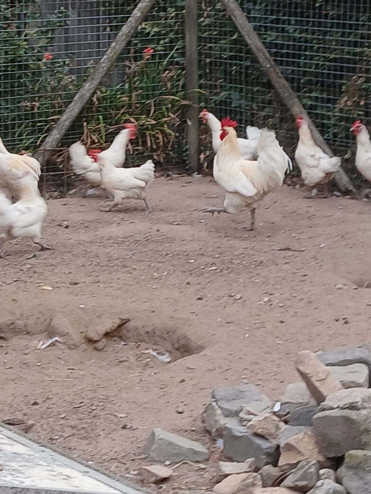 Poule de bress kippen, Dieren en Toebehoren, Pluimvee, Meerdere dieren, Kip
