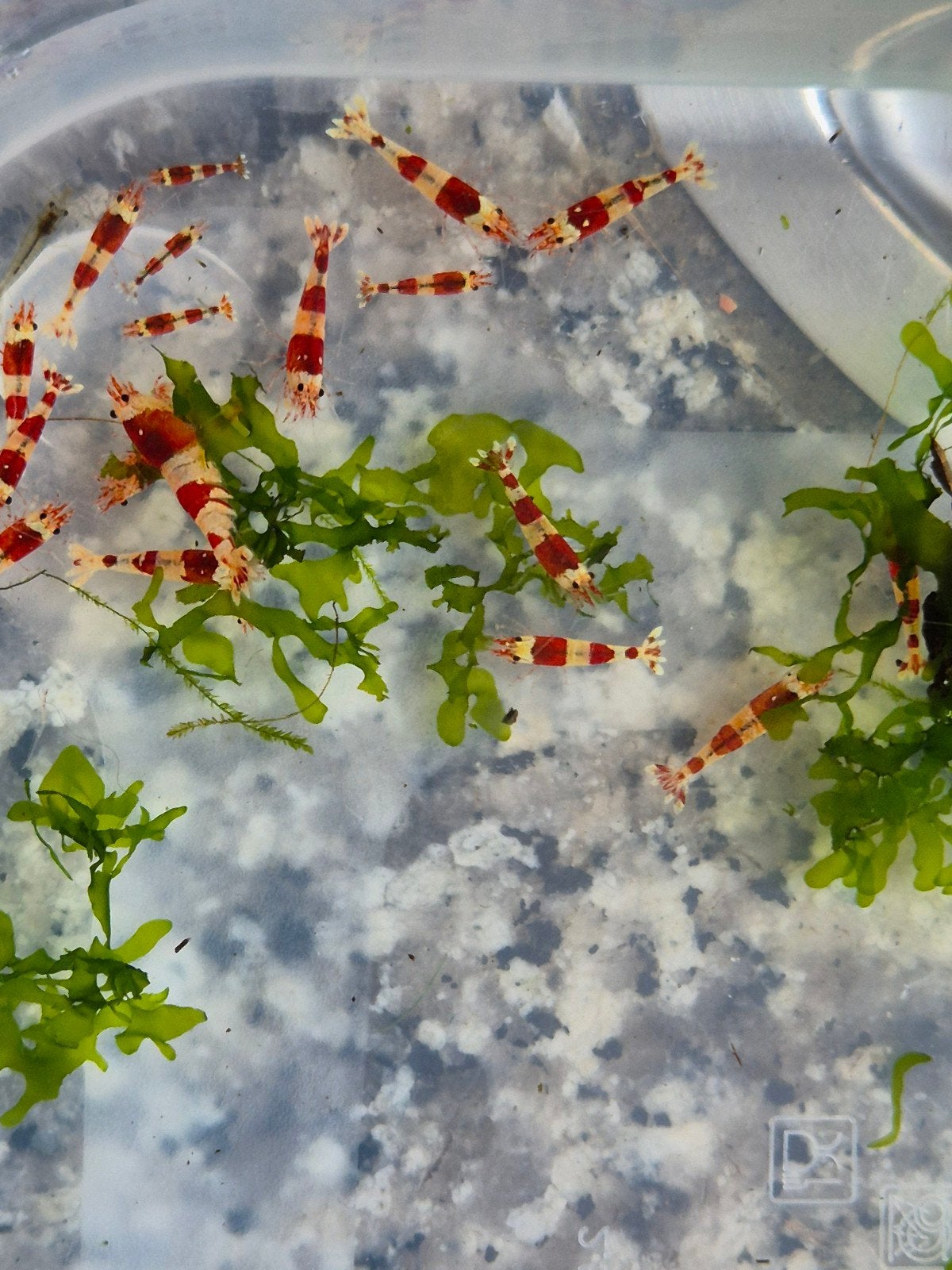 Crystal red garnaaltjes, Dieren en Toebehoren, Kreeft, Krab of Garnaal, Zoetwatervis