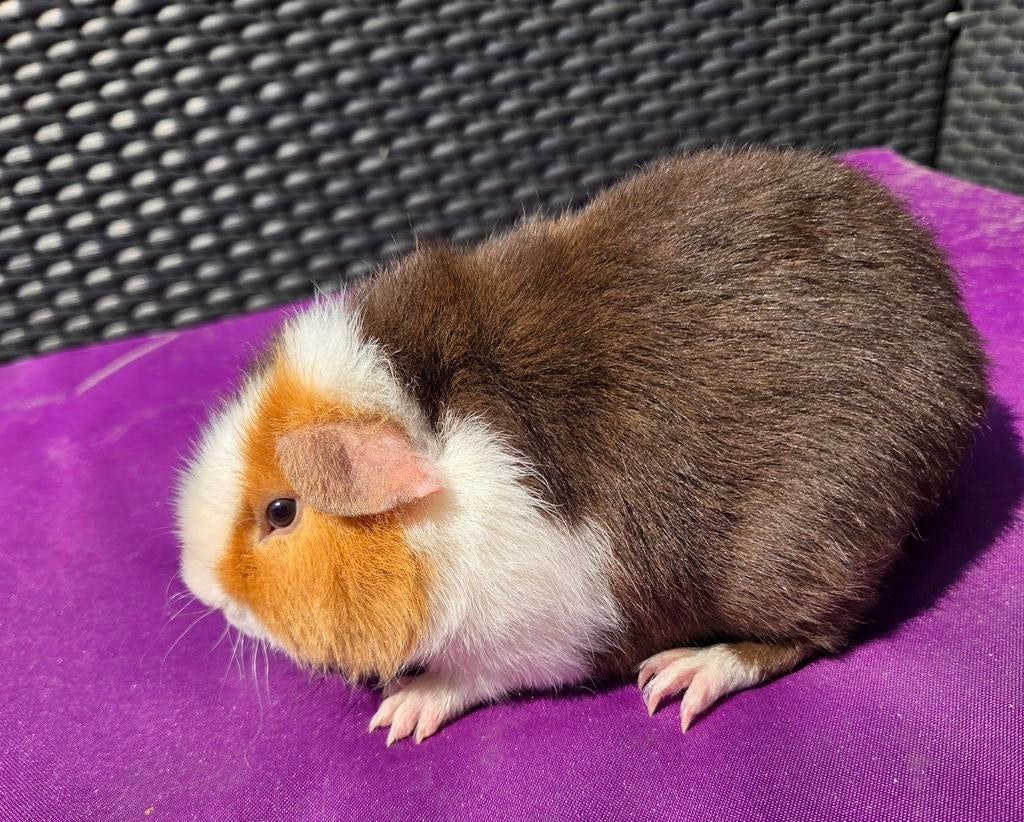 Choco goud wit us teddy beertje 🥰, Februari, Mannelijk, Cavia