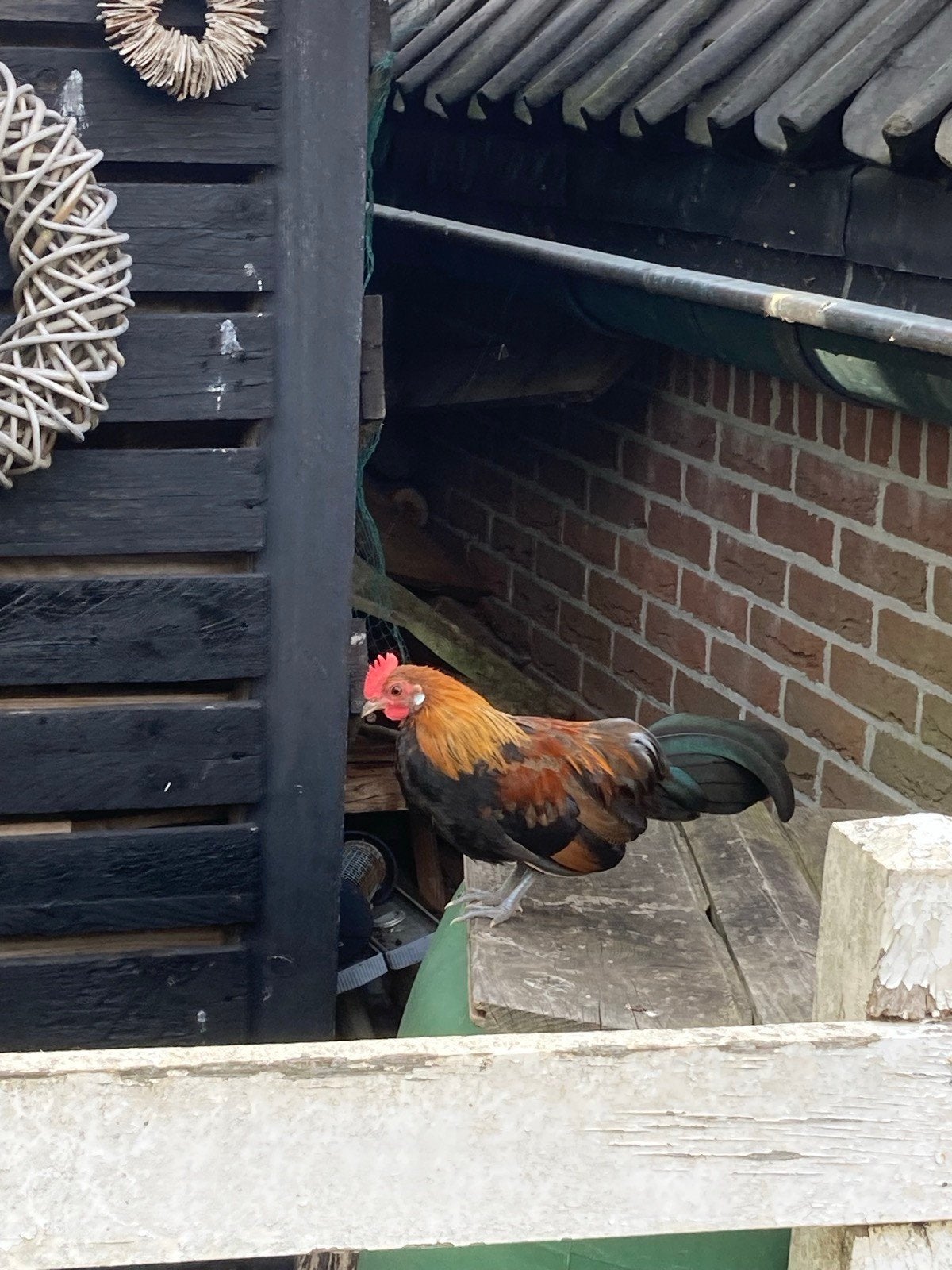 Hollandse kriel, Dieren en Toebehoren, Mannelijk, Kip