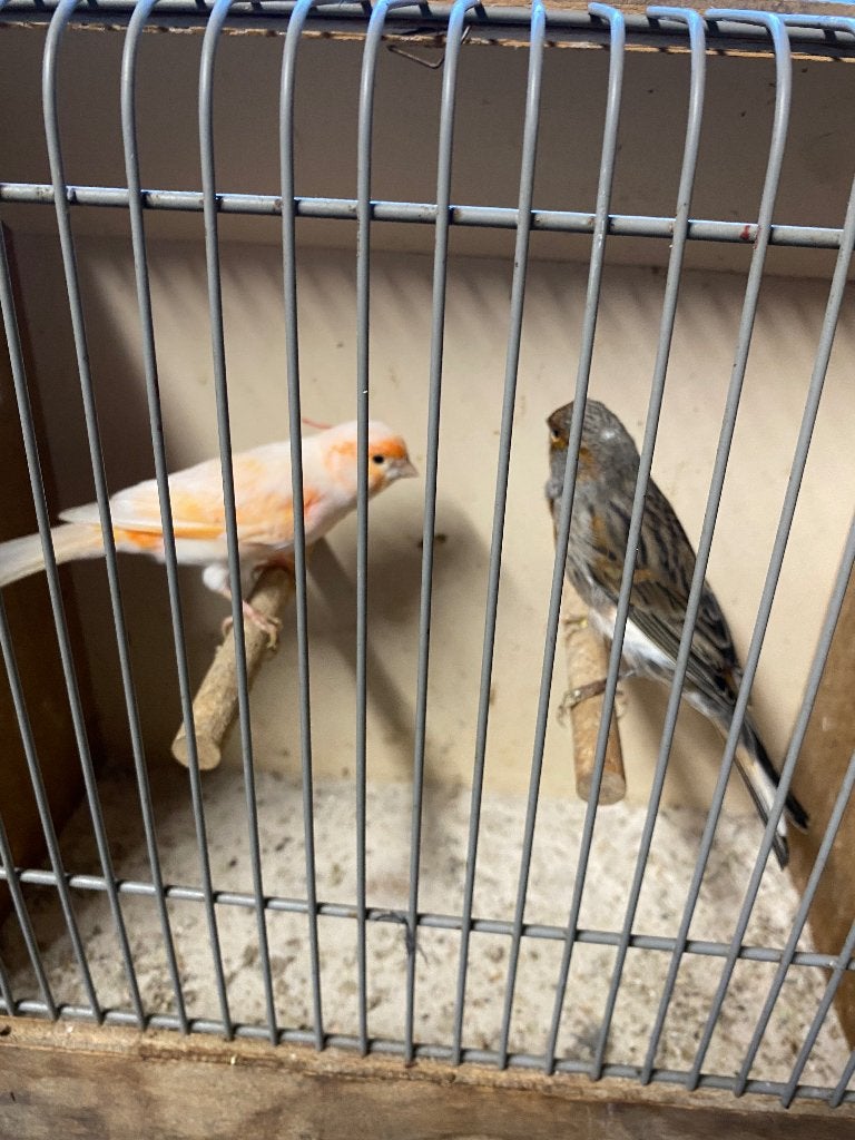 Harlekijn kanaries, Dieren en Toebehoren, Meerdere dieren, Postuurkanarie