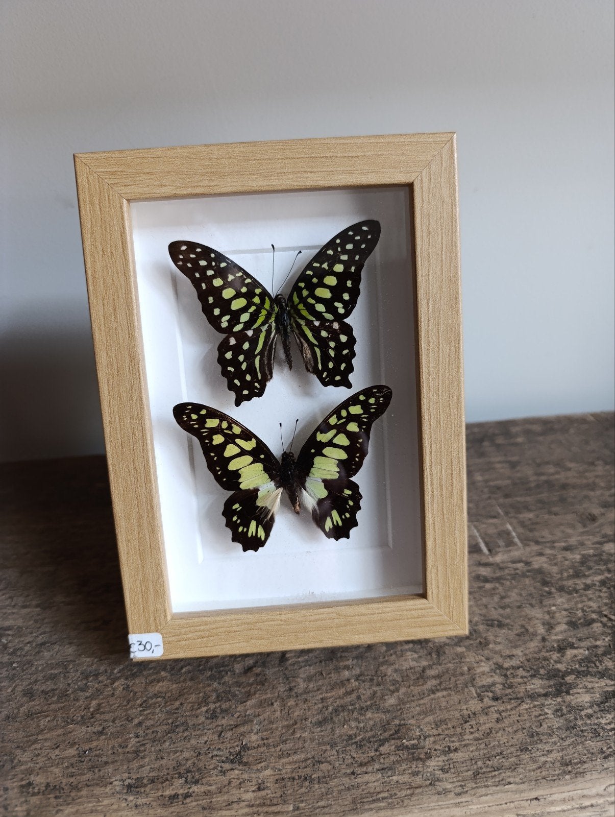 Groene vlinders - Zelf geprepareerd in lijst!, Verzamelen, Ophalen, Nieuw, Insect, Opgezet dier