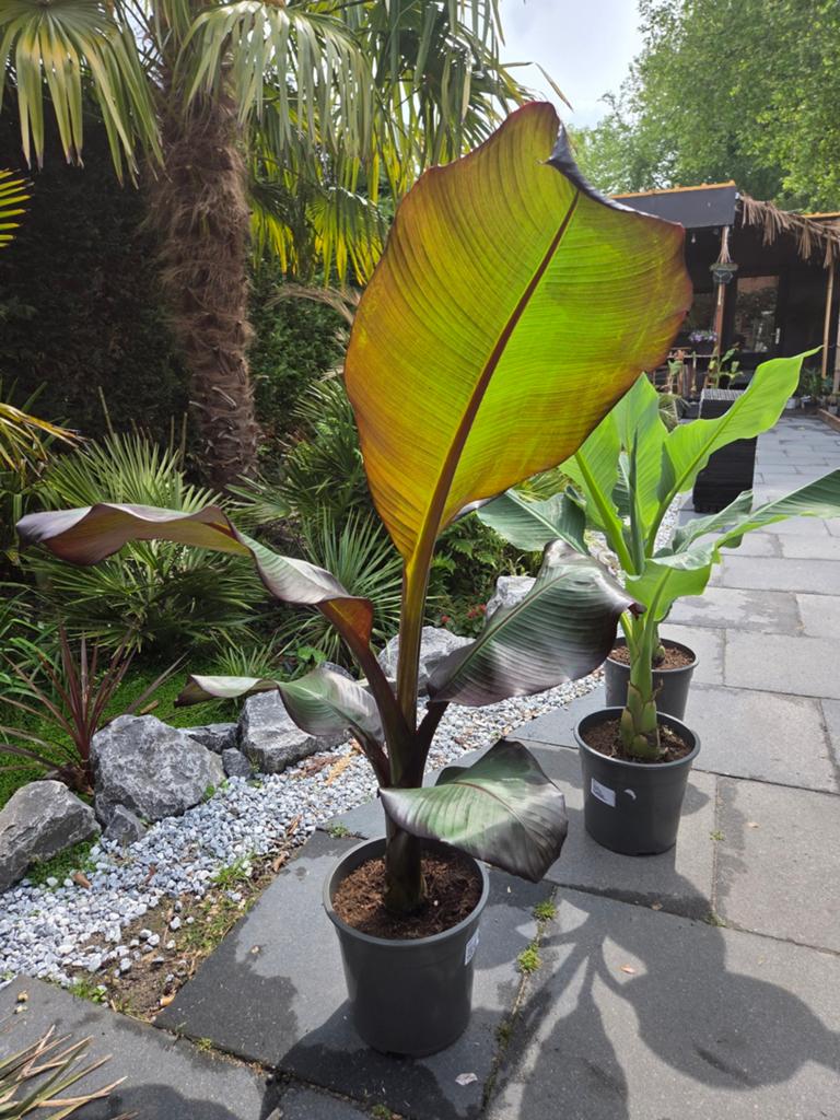 Ensete maurelli - Rode bananenplant, Overige soorten, Volle zon, Vaste plant, Ophalen of Verzenden