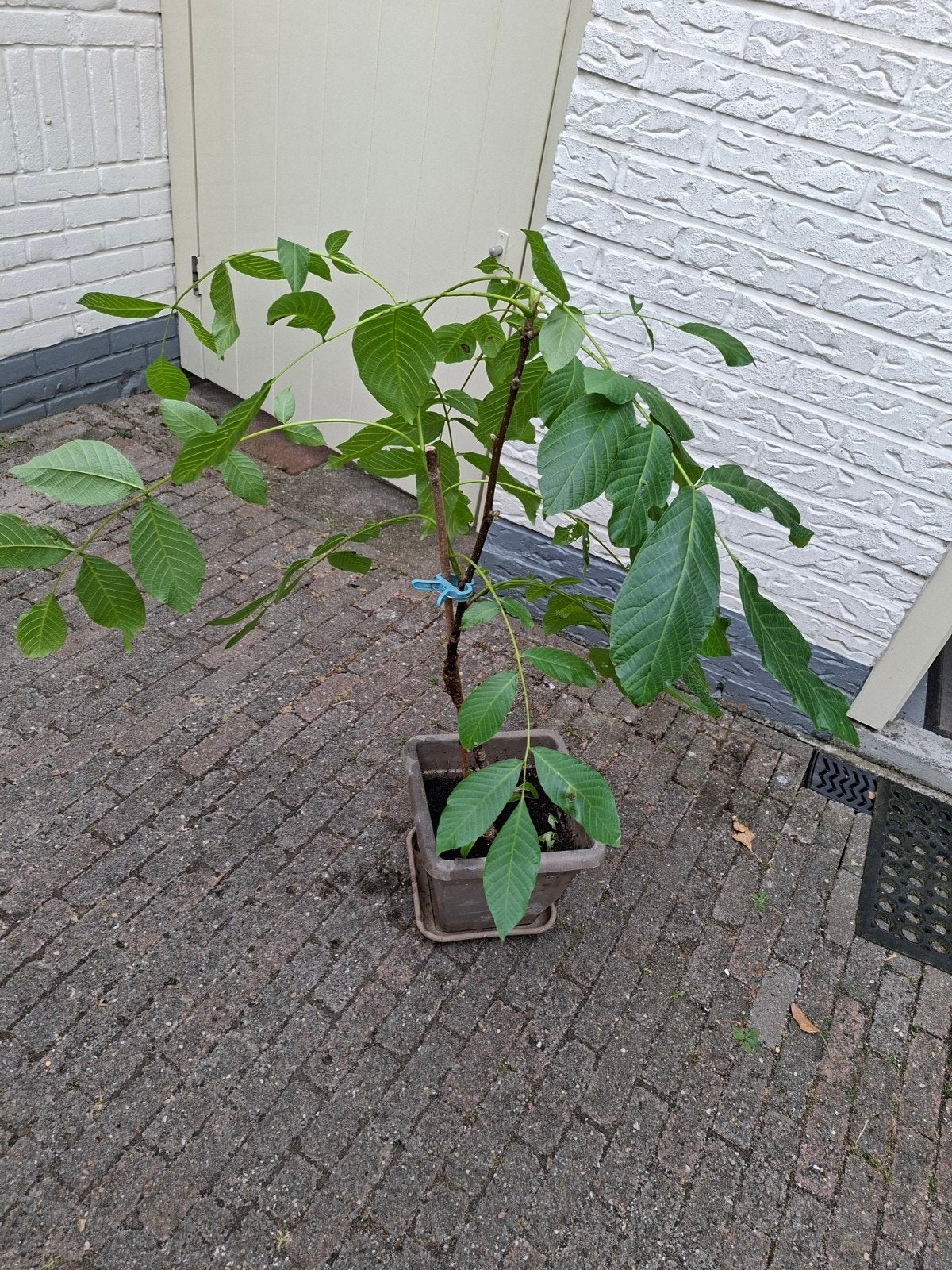 Walnoot boom 3 jaar oud, Tuin en Terras, Ophalen