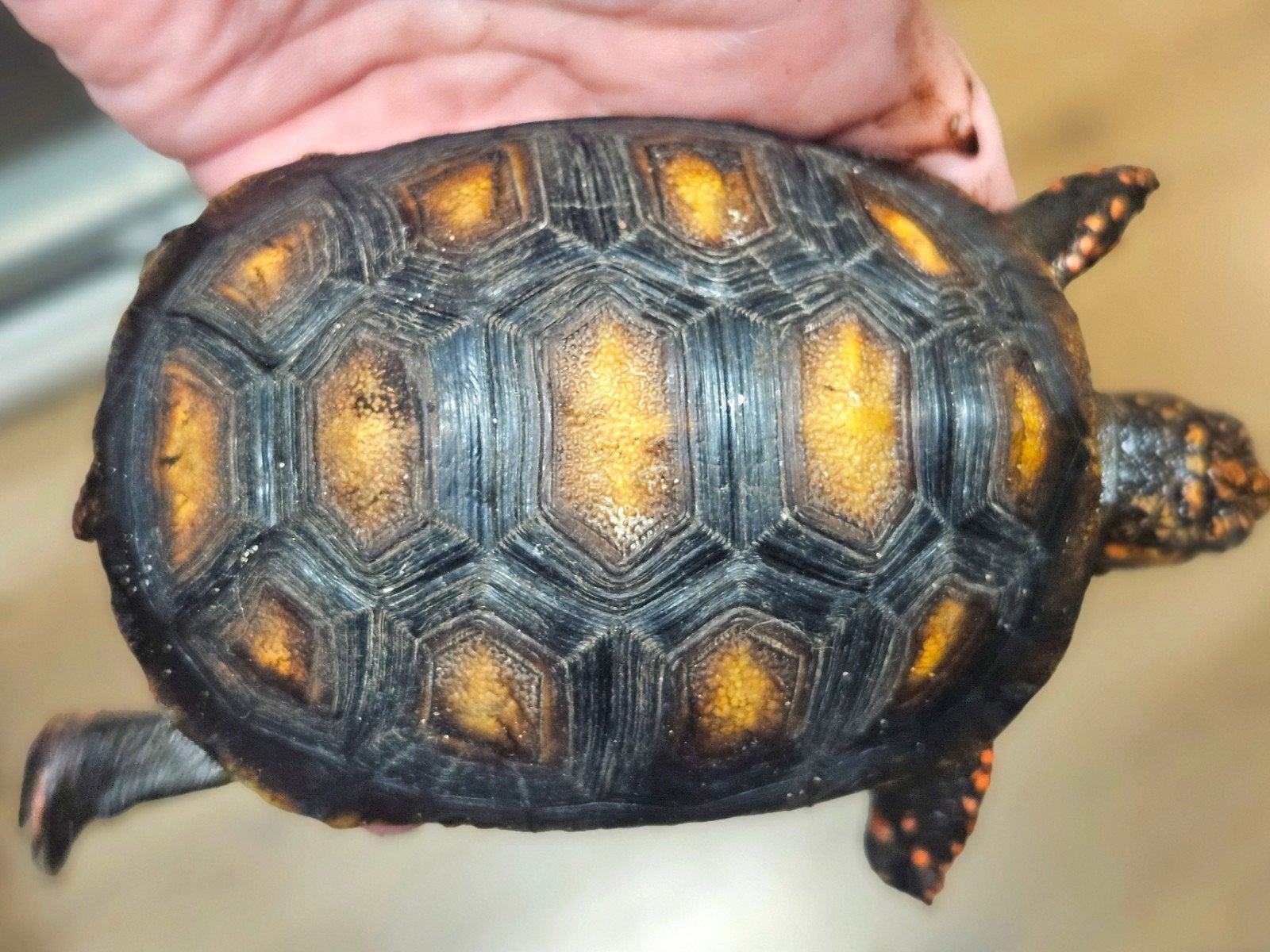 Kolenbranderschildpad – Chelonoidis carbonarius – nk 2025 Tortoise photo 7