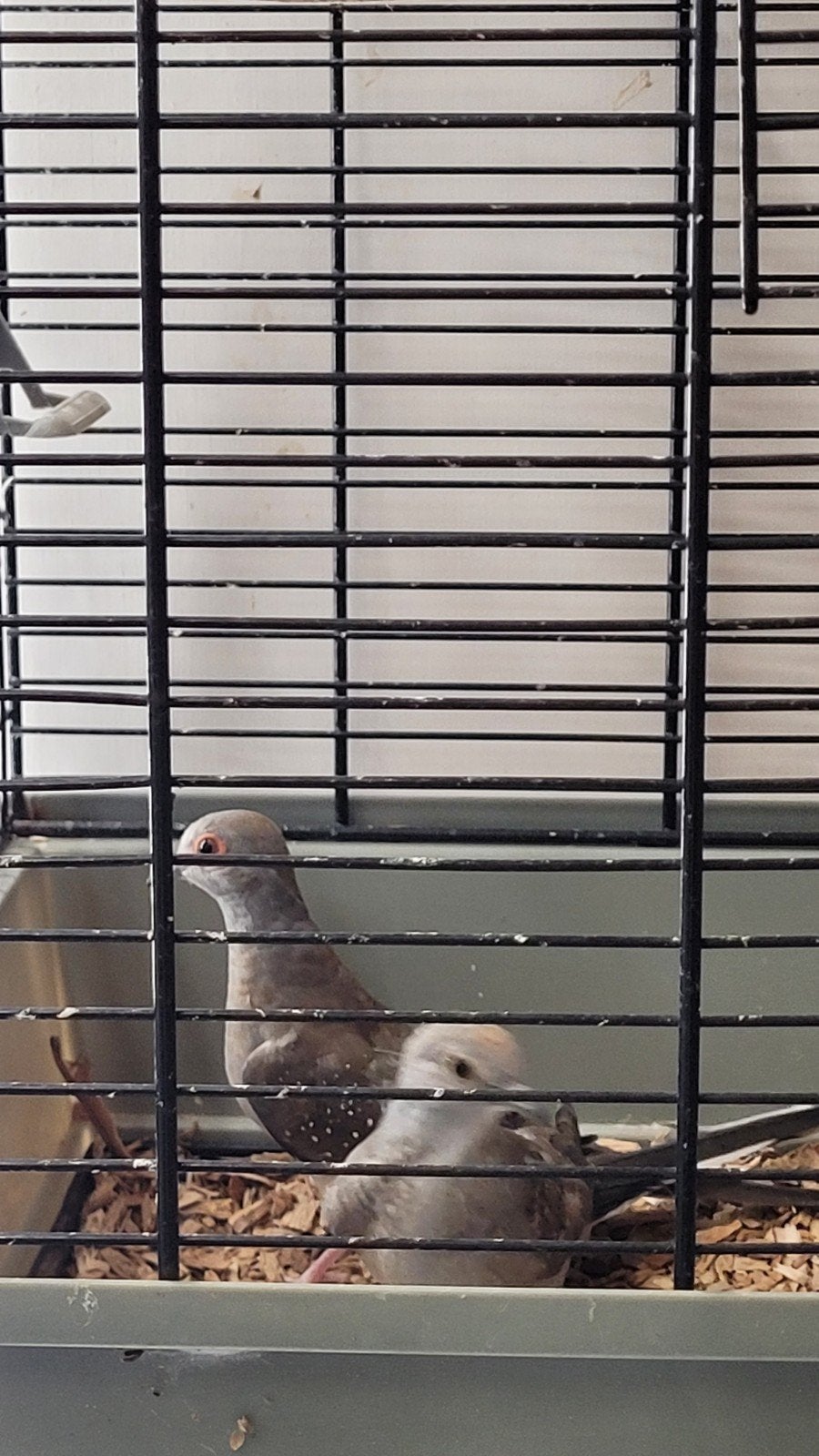 3 diamant duiven, Dieren en Toebehoren, Geslacht onbekend, Overige soorten
