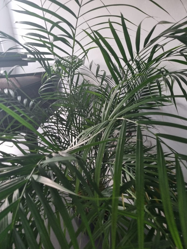 Gezonde Dypsis Lutescens - Goudpalm - Palm - Kamerplant, Ophalen, Palm, Halfschaduw, 150 tot 200 cm