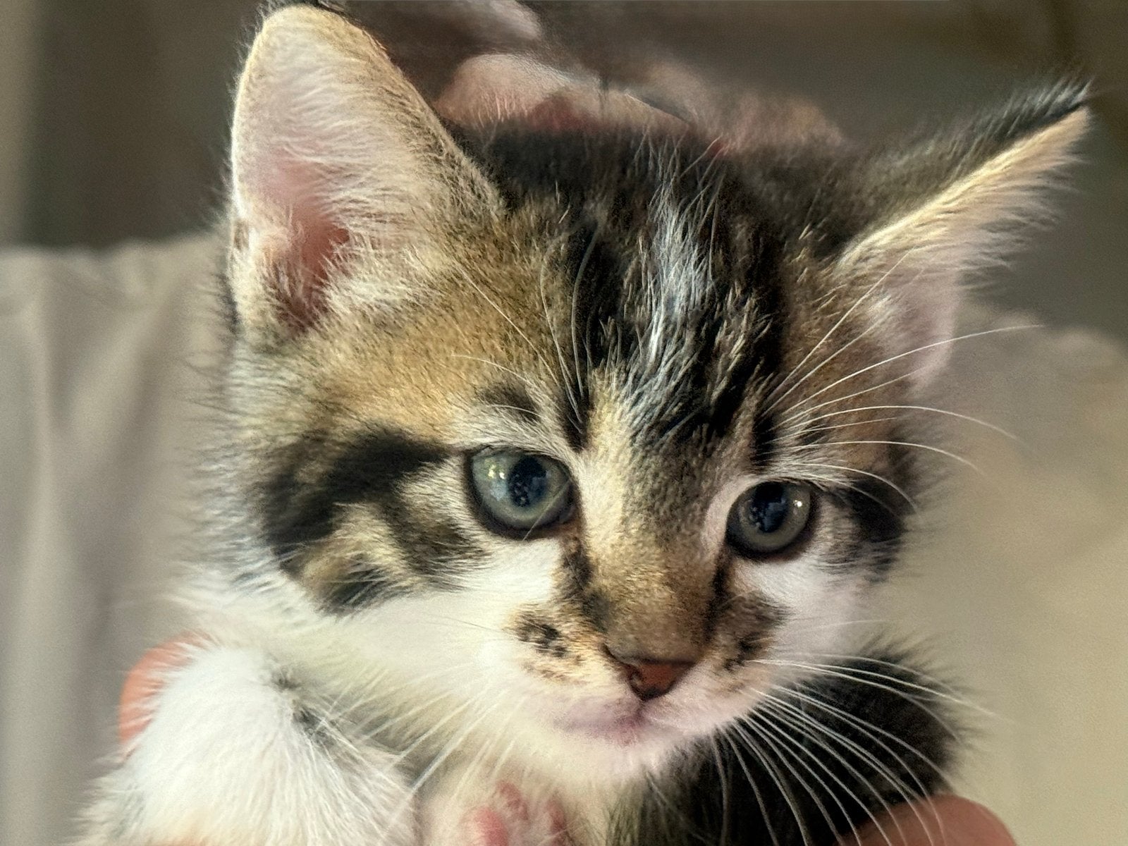 Ragdoll kittens kruising, Meerdere dieren