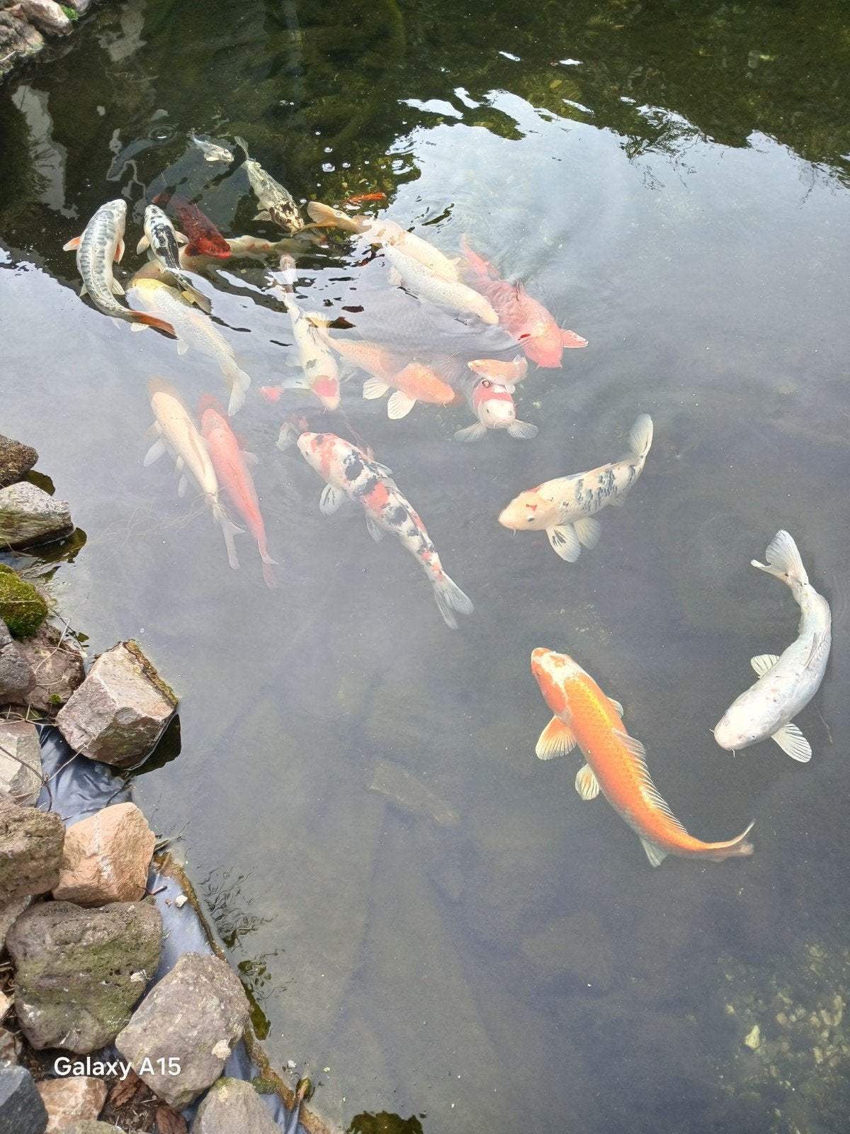 Koikarpers, Karper of Koi