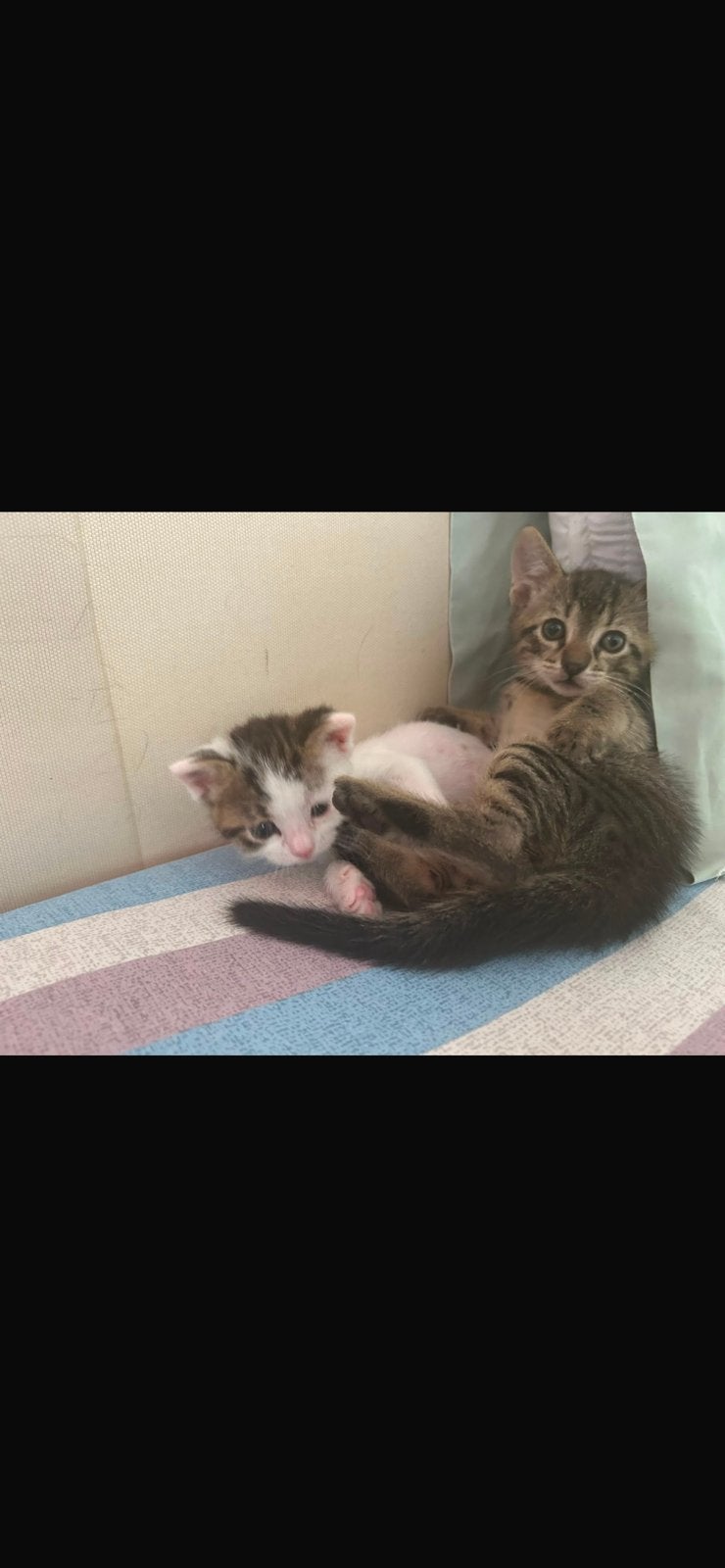Rescue kittens !, Gechipt, 0 tot 2 jaar