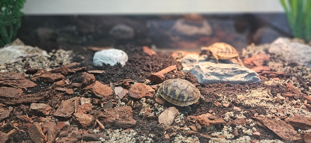 2 jonge Griekse landschildpadden + compleet Juwel terrarium Tortoise photo 2